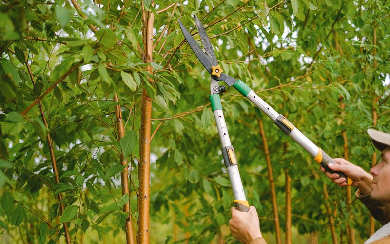 Tree trimming in Newfane, VT