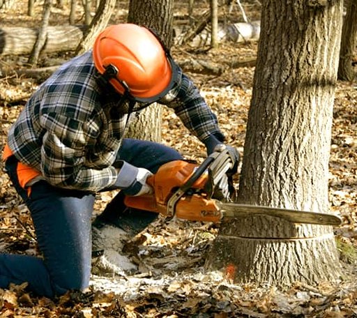 Tree Removal in Newfane, VT